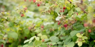 Богатый урожай на следующий год. Три действия с малиной после плодоношения