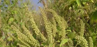 Что такое амброзия?