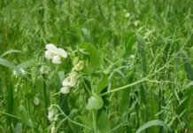 Экспресс-метод улучшить почву. Сидераты, которые стоит посеять в августе