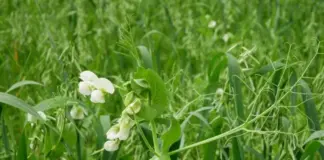 Экспресс-метод улучшить почву. Сидераты, которые стоит посеять в августе