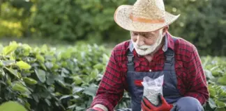 Хотели как лучше. Названы удобрения, которые делают овощи ядовитыми