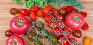 Лучшие сорта томатов для теплицы: Топ 33 видов помидор для выращивания в различных регионах