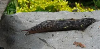 Не только испанские. Пять видов слизней, особенно опасных для людей