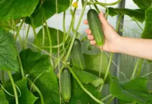 Невозможно есть! Почему огурцы горькие и как сделать, чтобы они не горчили