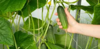 Невозможно есть! Почему огурцы горькие и как сделать, чтобы они не горчили