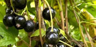 Программируем следующий год. Как ухаживать за смородиной после плодоношения