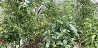 Собрать больше, сохранить дольше. Чем заняться в огороде и саду в августе