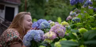 Соседи обзавидуются. Как продлить и усилить цветение гортензии