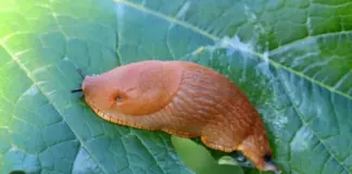 Тихие захватчики. Испанский слизень готов расселяться далеко на север