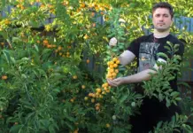 Урожайная альтернатива сливе. Какие сорта алычи подходят для средней полосы