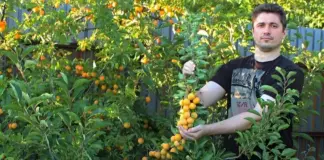 Урожайная альтернатива сливе. Какие сорта алычи подходят для средней полосы