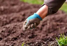 В последний выгон. Что посеять до 15 августа, чтобы успело вырасти на даче