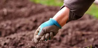 В последний выгон. Что посеять до 15 августа, чтобы успело вырасти на даче