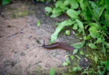 За цветы ответите! Как подмосковные дачники воюют с испанскими слизнями