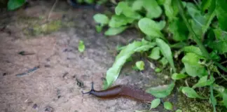 За цветы ответите! Как подмосковные дачники воюют с испанскими слизнями